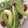 El cooksnap de Marieta cuando hizo Tosta verde de aguacate.