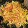 Cooksnap dari Sely Maharani untuk resep Sambal Mangga muda