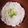 Cody Jo Aldridge's cooksnap of when they made Key lime pie.