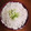 Cody Jo Aldridge's cooksnap of when they made Key lime pie.