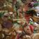 Cooksnap dari aminipriyono@gmail.com untuk resep Tongseng Kikil Kambing tanpa santan