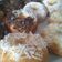 Cooksnap dari Mak Ochi&azree untuk resep Donat Empuk Tnp Telur Kentang (Takaran Simple/ Gelas)