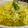 Saroj Kamdar's cooksnap of when they made કોબી મરચાં નો સંભારો (Kobi Marcha Sambharo Recipe In Gujarati).