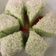 Cooksnap dari Astuti Tri Padmaningsih untuk resep Putu Ayu