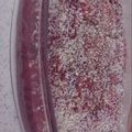 صورة من Çiler 🍿، شاركها بعد تجربة وصفة 🍴❤️ترايفل🍴