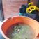 Cooksnap dari chrieztantie untuk resep Sup misoa oyong bakso