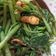 Cooksnap dari 0selvi untuk resep Kangkung Hot Plate