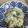 El cooksnap de Carmen Olivia cuando hizo Risotto de boletus.
