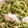 El cooksnap de Sara PA cuando hizo Spaghetti al pesto.