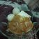Cooksnap dari icha marchy untuk resep Baso Aci Ekonomis