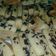 Cooksnap dari dietha untuk resep Pukis menul