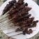 Cooksnap dari Florensia Wenda untuk resep Sate Sapi Enak Empuk
