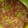 Cooksnap dari Anita untuk resep Cumi pete sambel ijo daun jeruk