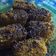 Cooksnap dari dewipratiwi untuk resep Nugget pisang simpel buatnya irit bahan