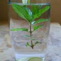 صورة من نورالاميره، شاركها بعد تجربة وصفة ديتوكس الليمون (شراب الماء المنعش) 🍋🌿💦
