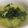 Cooksnap dari Lotusiana Thariq untuk resep Sayur Bobor Daun Singkong
