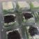 Cooksnap dari Indah Wati untuk resep Bolu pandan kukus (cake potong)