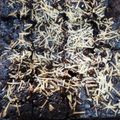 Cooksnap dari Yanti Rizha untuk resep Brownies Ny Liem