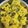 Daksha pala's cooksnap of when they made ખમણ ઢોકળા (Khaman Dhokla Recipe In Gujarati).