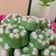 Cooksnap dari renita untuk resep Kue putu ayu