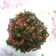 Cooksnap dari Whila untuk resep Sambel Daun Melinjo