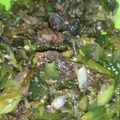 Cooksnap dari dapoer_pemula untuk resep Dendeng Balado Cabe Ijo