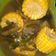 Cooksnap dari Dini Andriani untuk resep Sayur Asem