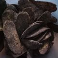 Cooksnap dari Anisa Ikmal untuk resep #12 Keripik pisang coklat khas lampung#bikinramadanberkesan