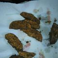 sirena08's cooksnap of when they made Potato Wedges.