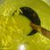 Cooksnap dari dia jeng untuk resep Gulai Ayam Ala Kheray Yogyakarta