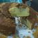 Cooksnap dari santy untuk resep Marble Cake Lembut by pawon_ibuk