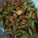 Cooksnap dari San San untuk resep Tempe Buncis Saus Tiram