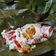 Cooksnap dari Yuna Sri Wahyuni untuk resep Botok Telur Asin