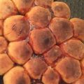 صورة من Jamila، شاركها بعد تجربة وصفة خلية النحل بالجبنة البيضاء 🧀🐝