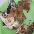 Cooksnap dari Dika untuk resep Bandeng Presto (KUKUS) Tulang Lunak