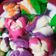 Cooksnap dari aya aja untuk resep Bolu Kukus Merdeka