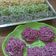 Cooksnap dari Siti 'eza' Khadijah untuk resep Mie Homemade/ Mie Pelangi / Mie Sehat