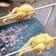 Cooksnap dari Affika Nugraha untuk resep Ayam Guling Rotisseri 🍗
