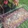 Cooksnap dari Kurnia Sari untuk resep Fudgy shiny crust brownie