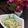 Cooksnap dari Mimi 4A Cookery untuk resep Tumis buncis dan bakso