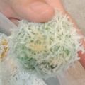 Cooksnap dari vin untuk resep Klepon Ubi Brownies Pandan