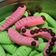 Cooksnap dari Sandra Dian Fireny untuk resep Cookies ulat warna warni