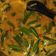 Cooksnap dari Feby LaraDi Irwani untuk resep Lodeh Ontong/ Jantung Pisang Pedas