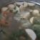 Cooksnap dari wynne adelin untuk resep Sayur Sop Bakso