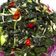Cooksnap dari Annisa Nur Addini untuk resep Tumis Daun Singkong