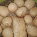 Cooksnap dari fauzianur12 untuk resep Semur komplit(tahu,tempe,kentang,telor)