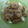 Cooksnap dari SriLindawati Uge Suandi untuk resep Siomay Bandung Ikan Kakap