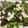 El cooksnap de astrid badia cuando hizo Ensalada de cecina y rúcula.