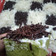 Cooksnap dari Dany Aprilianingsih untuk resep Bolu Kukus Pandan, Ekonomis