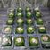 Cooksnap dari Ninik Kitchen untuk resep 5. Kue Nona Manis